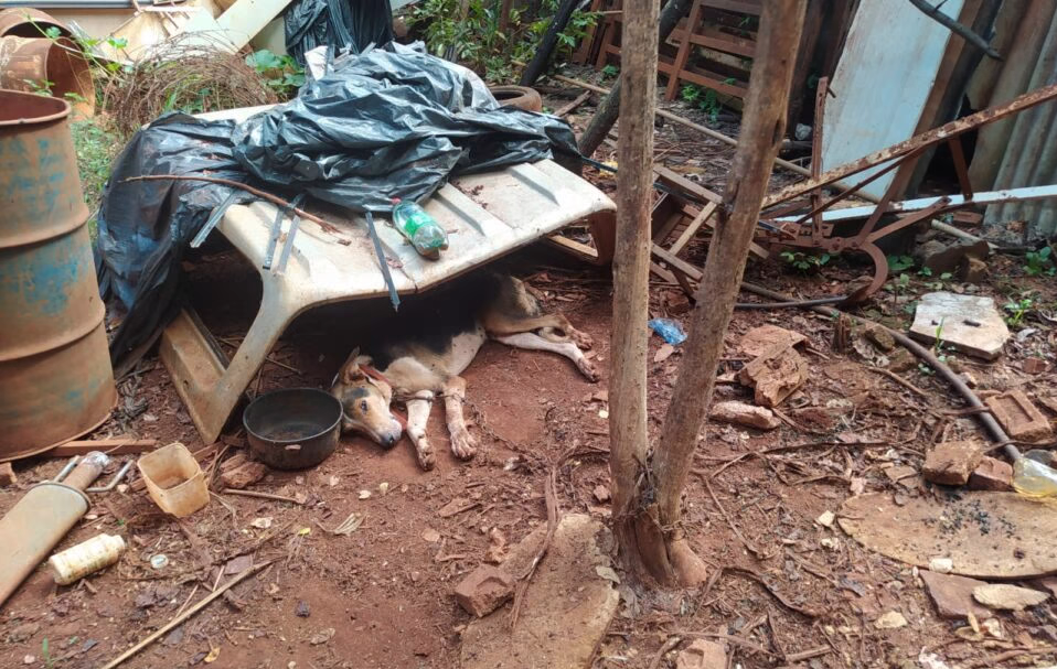 Animais encontrados em chácara serão acolhidos por abrigo