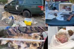 Operação cumpre 14 mandados de busca e apreensão em Aruanã (GO) sobre pesca predatória