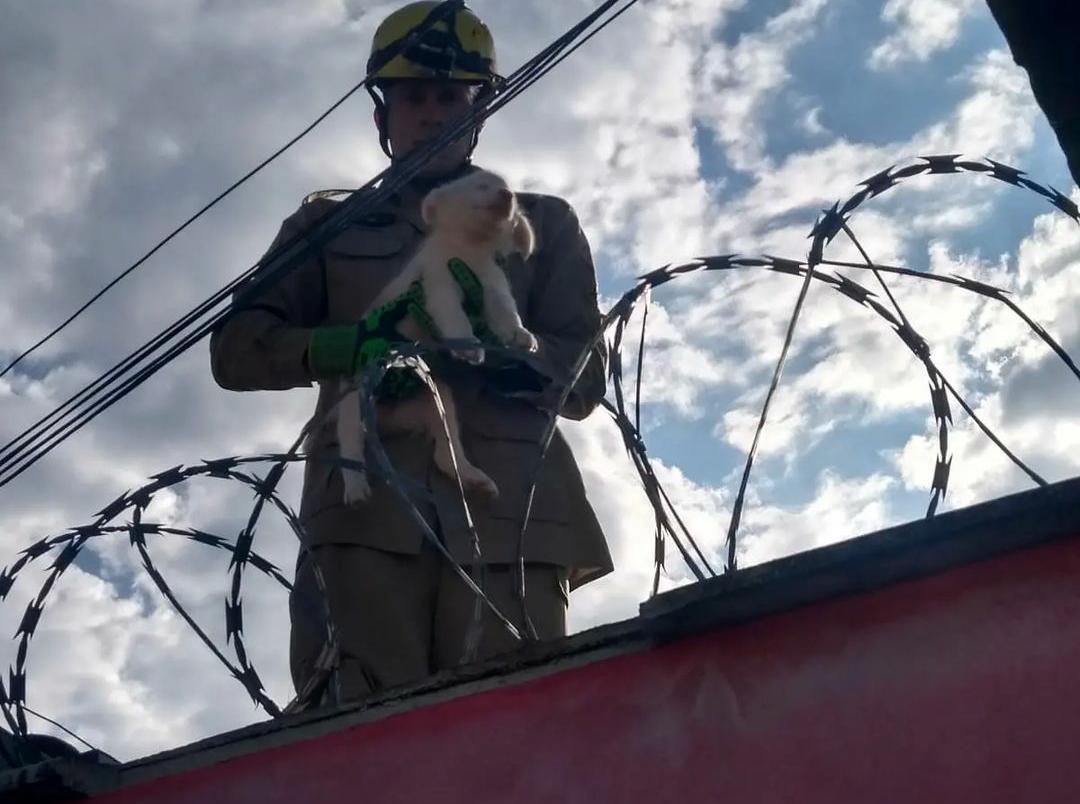 cão capa Bombeiros resgatam cachorro preso entre muros em Ipameri
