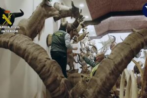 Polícia espanhola apreende coleção de animais empalhados avaliada em R$ 148 milhões (Foto: Reprodução - Youtube)