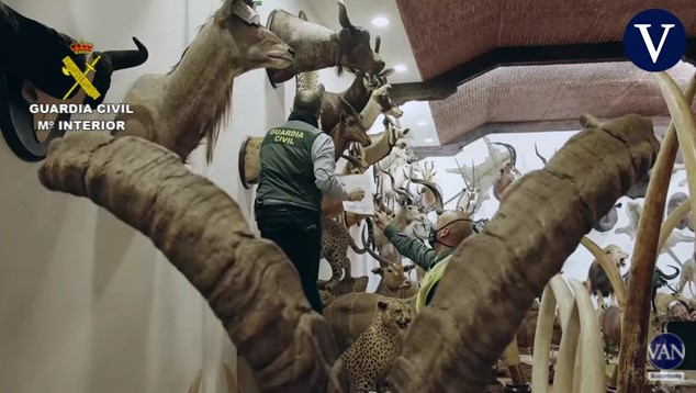 Polícia espanhola apreende coleção de animais empalhados avaliada em R$ 148 milhões (Foto: Reprodução - Youtube)