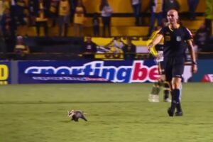 Gambá em jogo entre Criciúma e Londrina, pela Série B