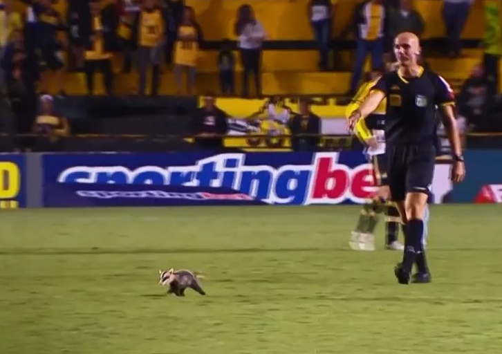Gambá em jogo entre Criciúma e Londrina, pela Série B