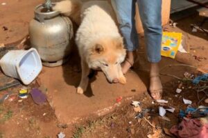 Polícia resgata cão que vivia preso em um botijão de gás, sem água e em meio a sujeira em Goiânia