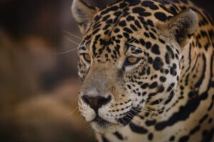 PF indicia três suspeitos do envenenamento de duas onças e outros 18 animais no Pantanal (Foto: Pixabay)