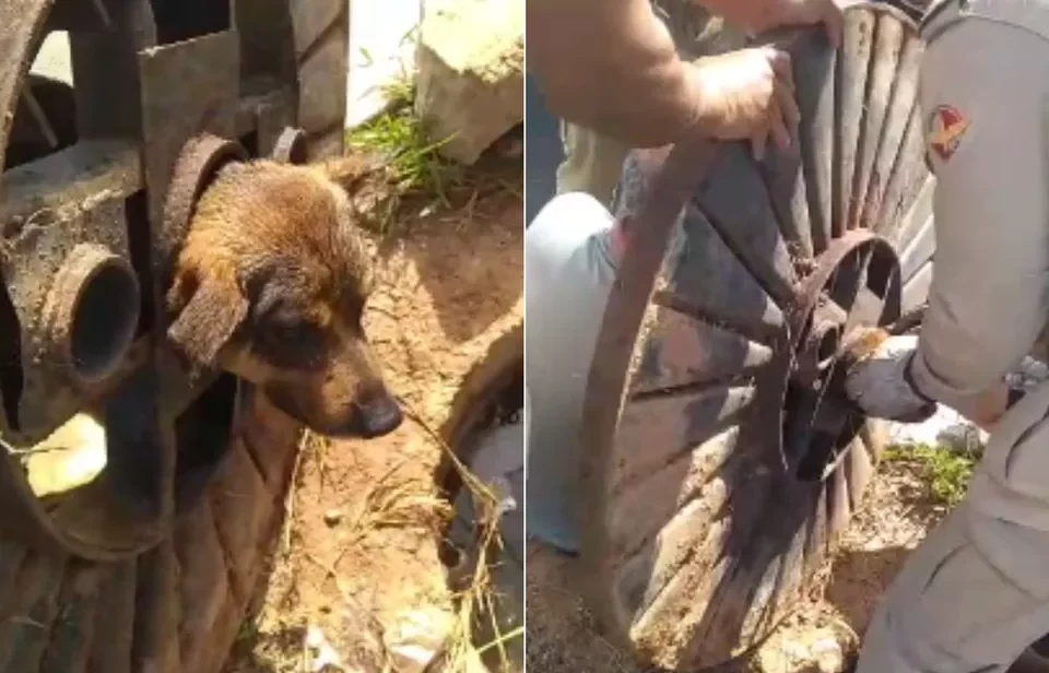 Bombeiros usam sabão para retirar cabeça de cão presa em tampa de bueiro em Caldas Novas