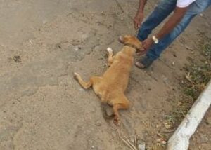 Polícia indicia idoso que amarrou cadela em moto e a arrastou pelo asfalto em Minaçu