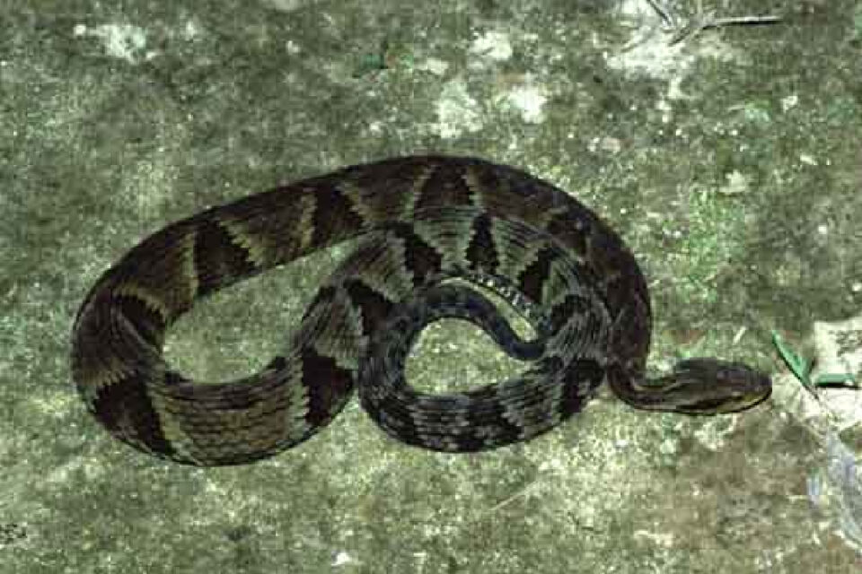 O Corpo de Bombeiros resgatou uma serpente do tipo jararaca no quintal de uma casa, no setor Bela Vista, na cidade de Formosa. A resgate aconteceu depois que os moradores notaram a presença do animal, por volta de 19h30 de quinta-feira (5).