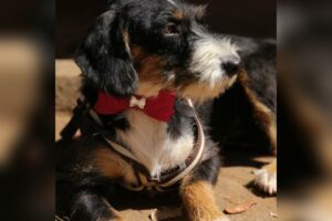 Câmara analisa projeto que impede entrada em cargos públicos a condenados por maus-tratos de animais