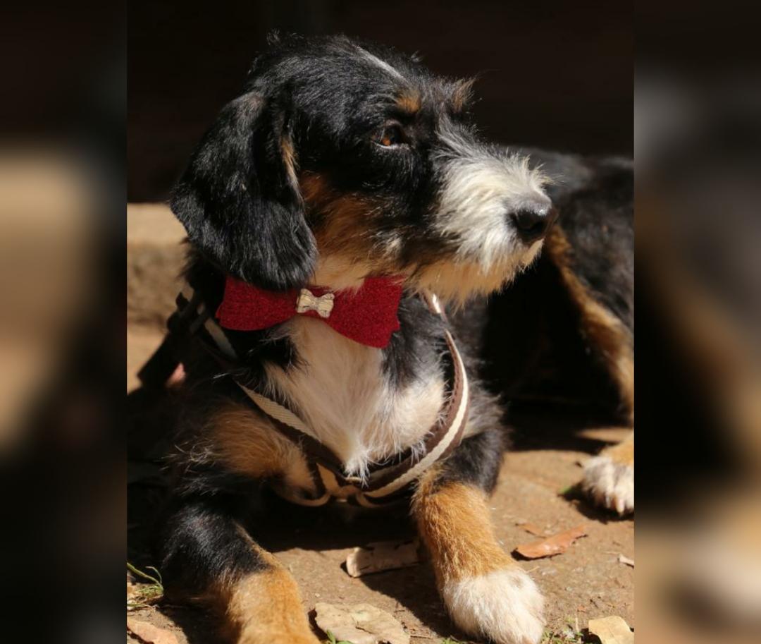 Câmara analisa projeto que impede entrada em cargos públicos a condenados por maus-tratos de animais