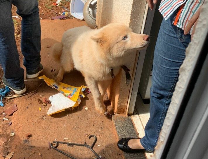 Polícia resgata cão que vivia preso em um botijão de gás, sem água e em meio a sujeira em Goiânia (Foto: