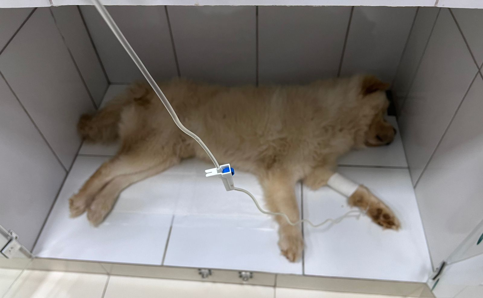 Cachorro chegou a ficar internado, mas não resistiu (Foto: Arquivo pessoal)