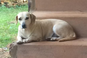 Cadela é ataca até a morte por três cães de caça, em Jataí