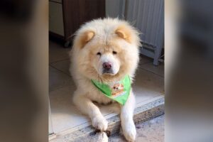 Mulher encontra cachorro envenenado no jardim de apartamento, em Goiânia