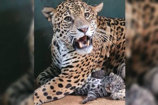 Filhote de onça resgatada de incêndio no Pantanal inicia treinamento com a mãe para ser solto na natureza (Foto: Reprodução/Instituto Nex)