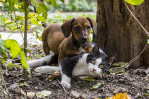 Queda de renda na pandemia reduz visitas de pet ao veterinário, mostra pesquisa