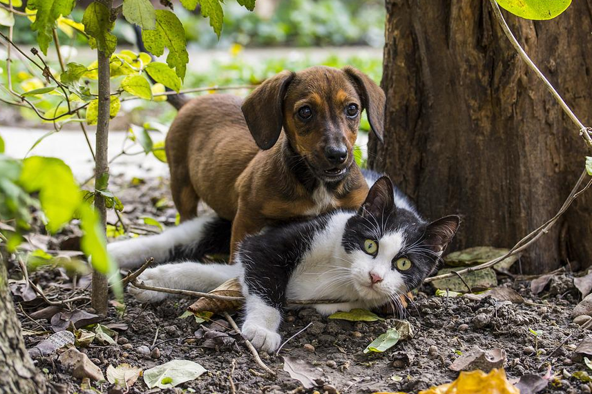 Queda de renda na pandemia reduz visitas de pet ao veterinário, mostra pesquisa