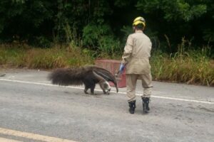 Caso aconteceu na Cidade de Goiás. Corpo de Bombeiros resgatam tamanduá na Rodovia GO-164 neste domingo (8)