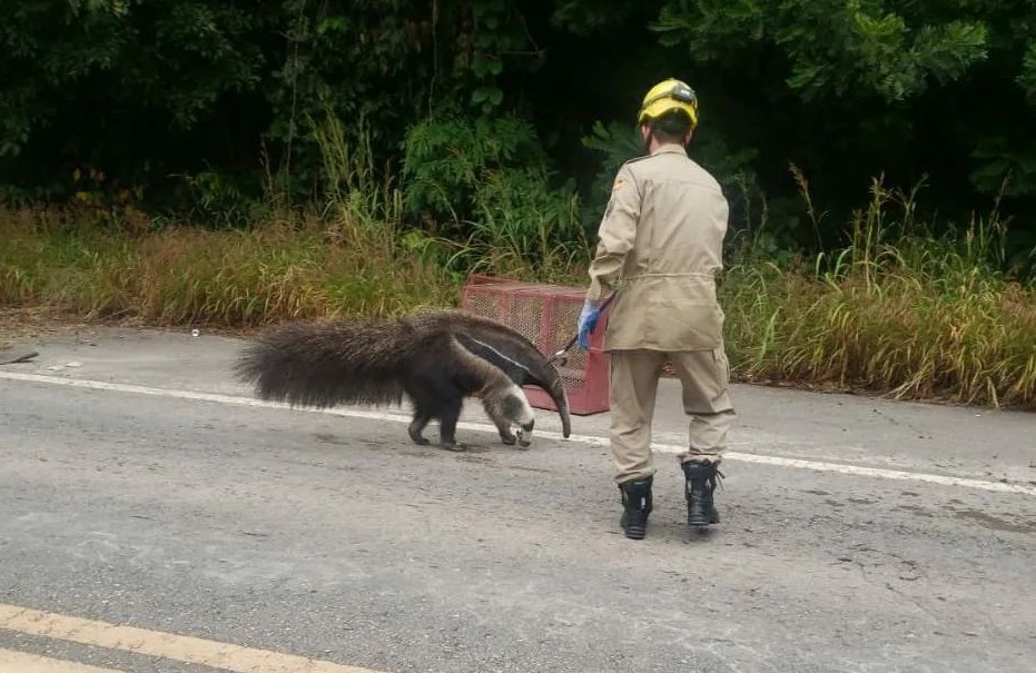 Caso aconteceu na Cidade de Goiás. Corpo de Bombeiros resgatam tamanduá na Rodovia GO-164 neste domingo (8)