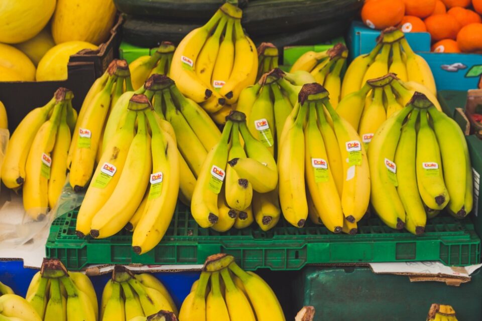 Nova cepa de fungo ameaça extinguir a banana no mundo todo doença chamada Murcha de Banana Fusarium Variedade Gros Michel foi exterminada