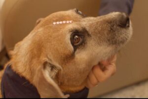 Cães “terapeutas” levam alegria em dia de visita a pacientes do INGOH
