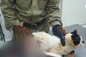 O Corpo de Bombeiros resgatou um gato ferido da grade de um portão de uma casa, na cidade de Ceres, no Centro de Goiás. Acidente aconteceu neste sábado (28), no Setor Morada Verde.
