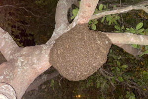 Um enxame de abelhas atacou e matou duas cadelas, sendo uma da raça Pitbull e outra da raça Rottweiler, na tarde de terça-feira (3), na cidade de Alvorada do Norte, no Nordeste de Goiás. Os animais viviam no setor Novo Ipiranga, em casas vizinhas e foram atacados depois que, ao que tudo indica, alguma pessoa pertubou as abelhas sem qualquer motivo.