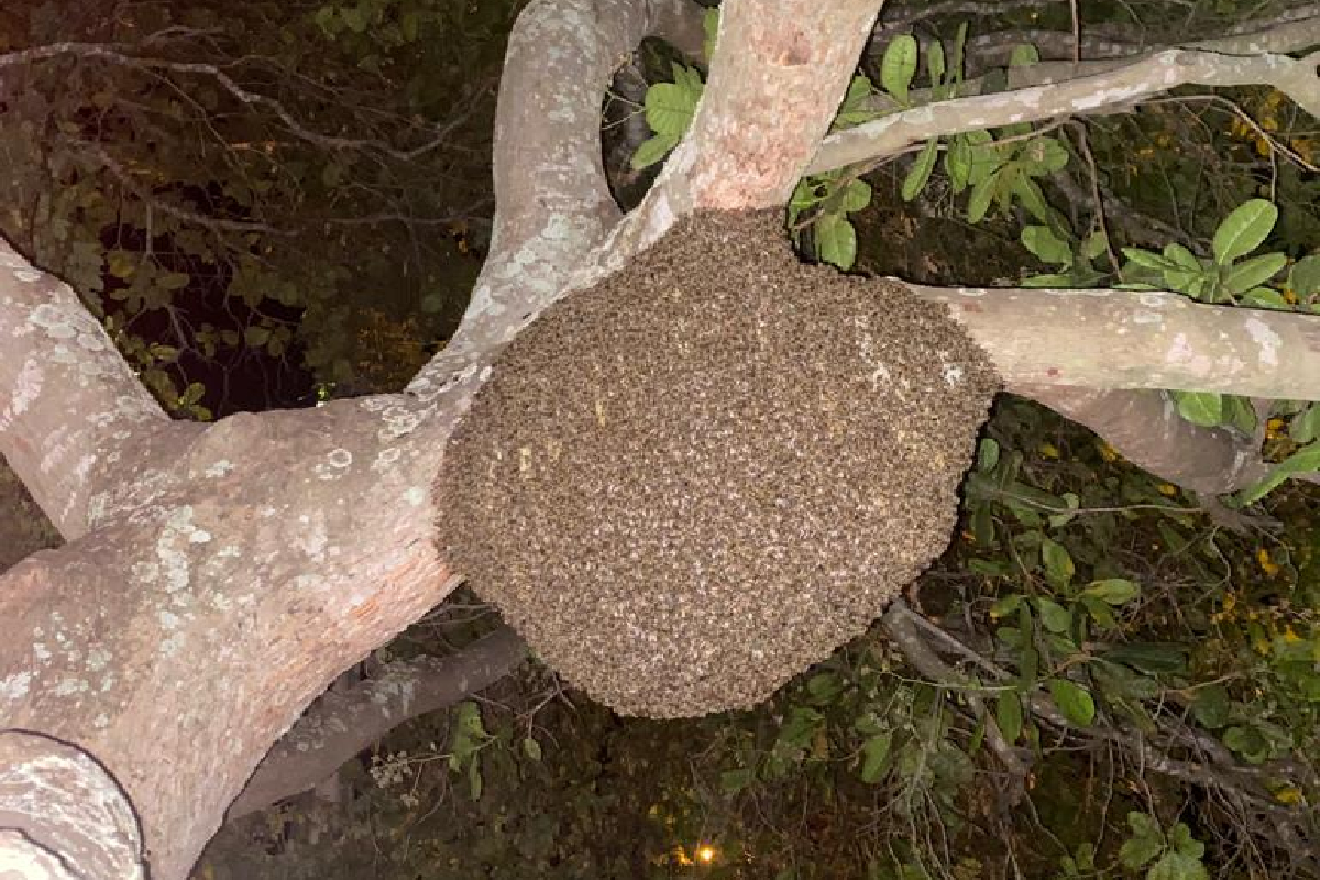 Um enxame de abelhas atacou e matou duas cadelas, sendo uma da raça Pitbull e outra da raça Rottweiler, na tarde de terça-feira (3), na cidade de Alvorada do Norte, no Nordeste de Goiás. Os animais viviam no setor Novo Ipiranga, em casas vizinhas e foram atacados depois que, ao que tudo indica, alguma pessoa pertubou as abelhas sem qualquer motivo.