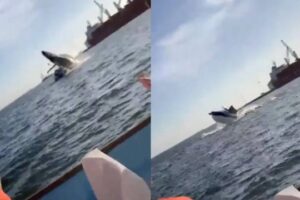Autoridades locais pediram que turistas fiquem alertas. Baleia salta e cai em cima de barco com turistas no México; vídeo