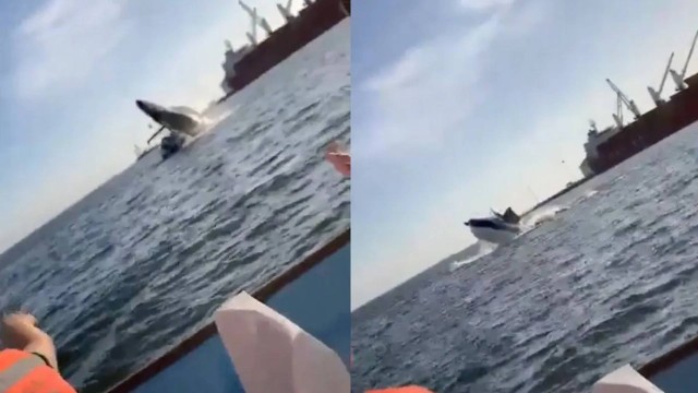 Autoridades locais pediram que turistas fiquem alertas. Baleia salta e cai em cima de barco com turistas no México; vídeo