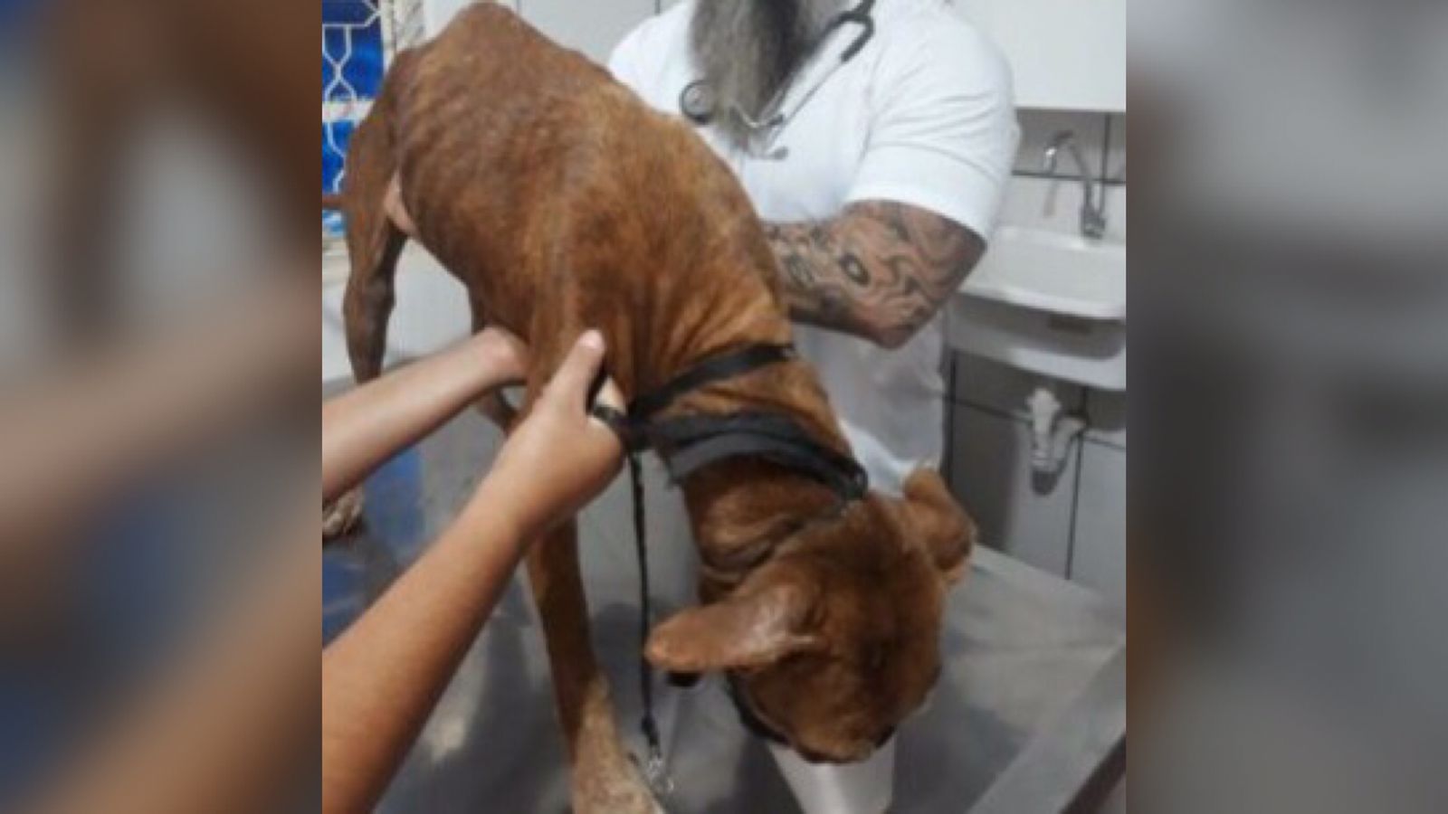 Homem que mantinha cão em situação de maus-tratos é preso em Bela Vista (GO)