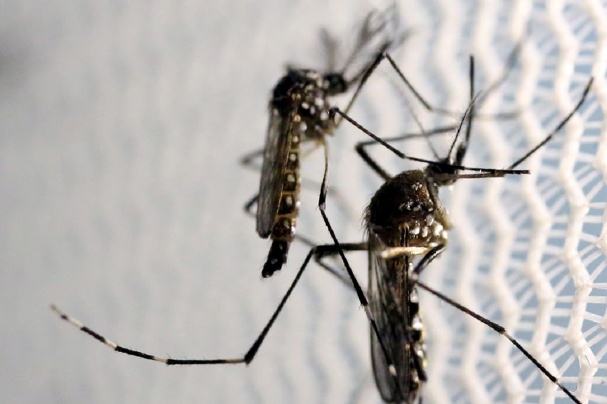 Mosquito da dengue
