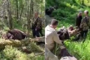 Urso se vinga e mata caçador, na Rússia