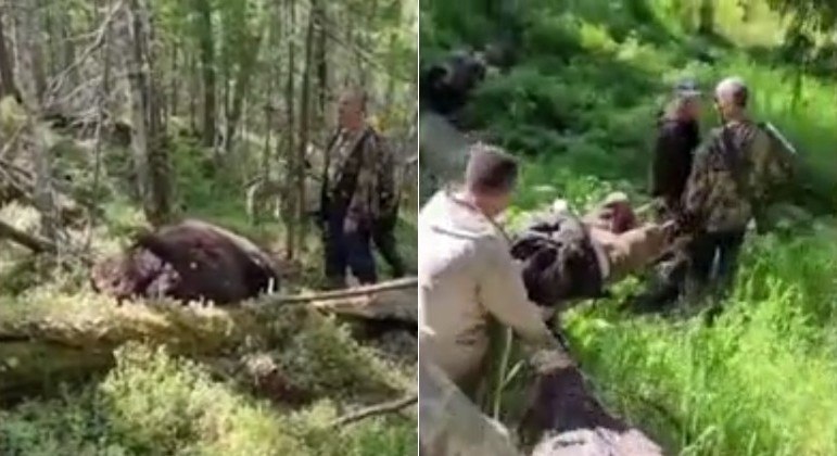 Urso se vinga e mata caçador, na Rússia