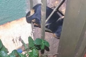 Cachorro fica preso em coluna metálica entre muro e portão de casa em Itumbiara
