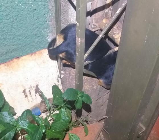 Cachorro fica preso em coluna metálica entre muro e portão de casa em Itumbiara