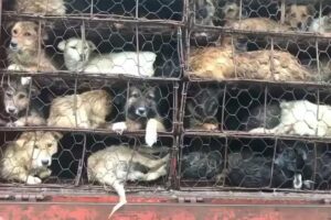 Cães resgatados quando seriam levados para festival da carne de cachorro em Yulin, na China (Foto: ONG Love without Borders)