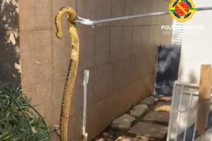 Cobra cascavel é resgatada dentro de condomínio em Sobradinho (DF)