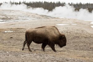 Família de turistas é atacada por bisão no Parque Nacional de Yellowstone, nos EUA