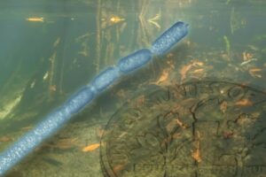 Foto do mangue por Pierre Yves Pascal; Ilustração de Susan Brand/Berkeley Lab/Divulgação