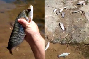 Centenas de peixes aparecem mortos no Rio Vermelho, em Crixás (GO)