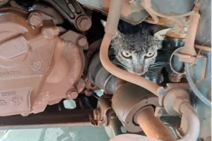 Bombeiros resgatam gato preso ao motor de carro em Itumbiara