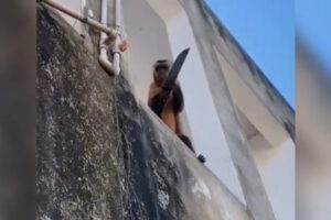 Um macaco foi flagrado raspando uma faca em uma parede, como se a estivesse amolando, na cidade de Corrente, no Piauí. (Foto: reprodução)