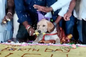 Homem convida 5 mil pessoas para festa de cachorro com bolo de 100 kg na Índia