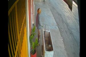 Goiânia: homem rouba planta de distribuidora no Jardim América