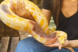 Cobra píton é deixada com bilhete e litro de cachaça em zoológico no Pará