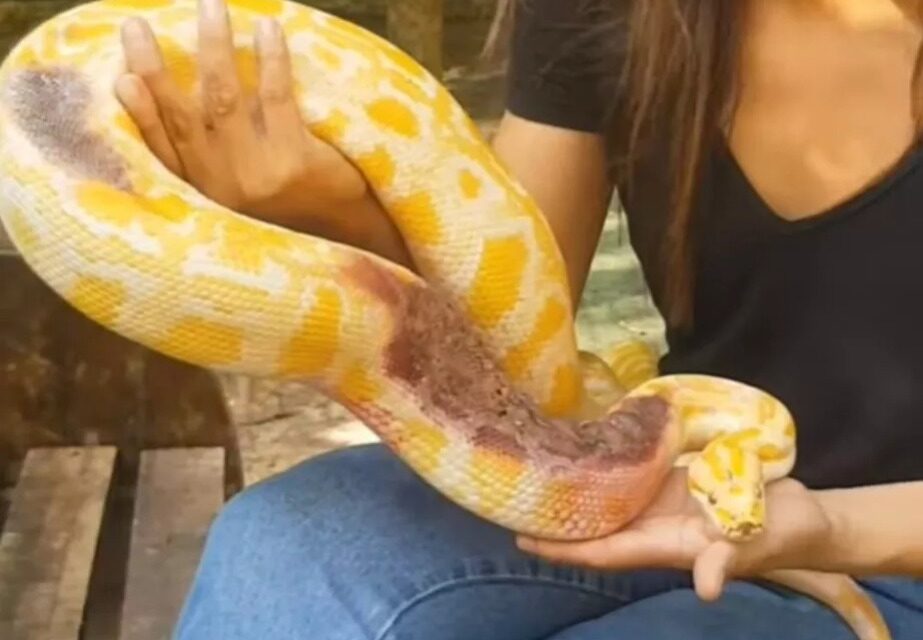 Cobra píton é deixada com bilhete e litro de cachaça em zoológico no Pará