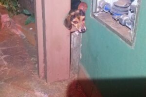 Cachorro fica preso em coluna metálica entre muro e portão de casa em Itumbiara