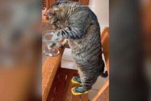 Gato aparece “calçando” mini chinelo e viraliza nas redes: "Coisa linda"