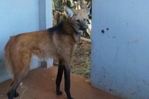 Lobo-guará resgatado na porta de residência em Jataí é solto no Parque das Emas